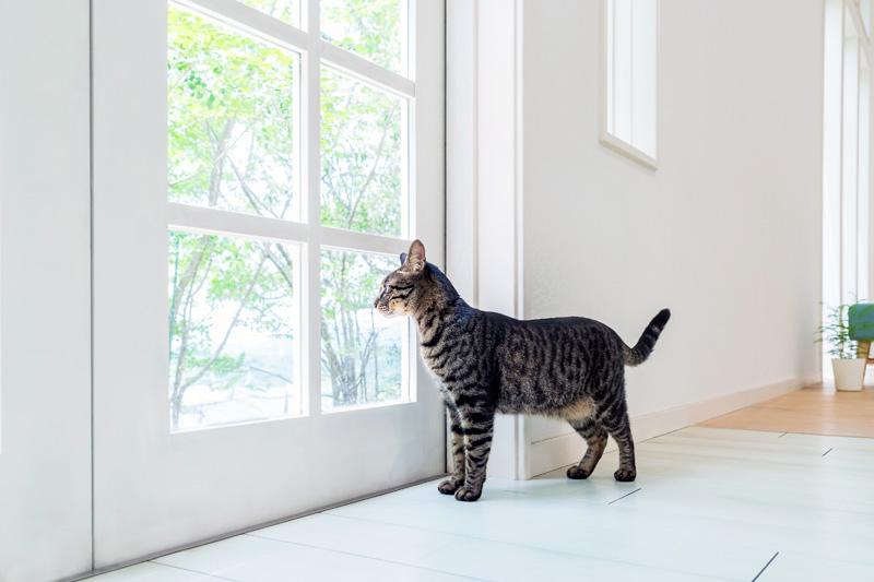 外の様子を警戒しながら確認している猫の行動