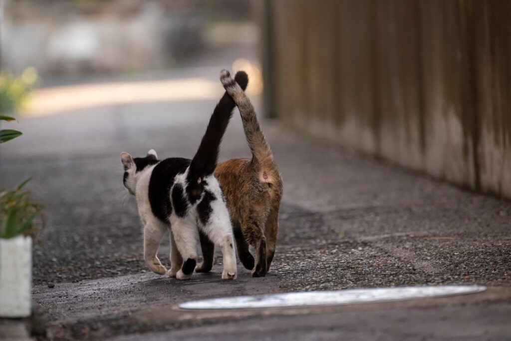 猫のしっぽの動き（立てた状態）から気持ちを表した2匹の猫の画像