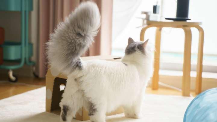 猫のしっぽを立てるしぐさ（気持ちや安心を示す行動）を表した画像