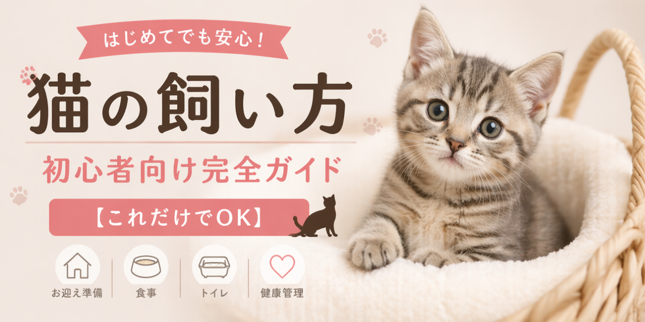 猫の飼い方｜初心者向け完全ガイド【これだけでOK】
