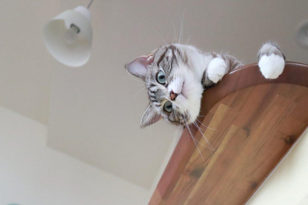高い場所に登って周囲を確認する猫の行動